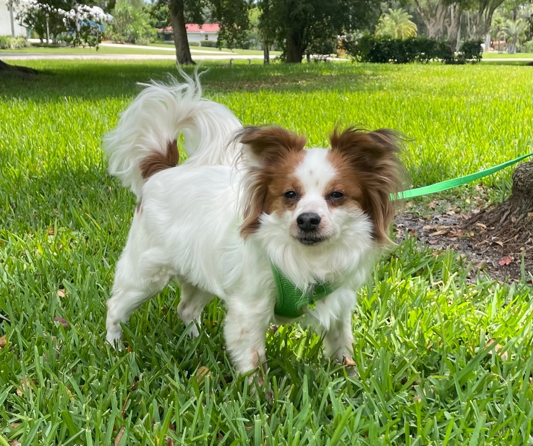 Leonard, an adoptable Papillon, Cavalier King Charles Spaniel in Davie, FL, 33328 | Photo Image 2