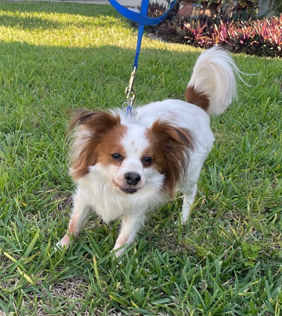 Leonard, an adoptable Papillon, Cavalier King Charles Spaniel in Davie, FL, 33328 | Photo Image 3