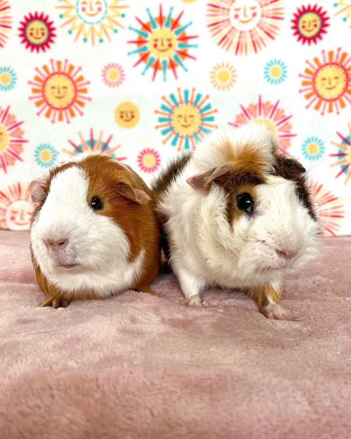 Guinea Pig for adoption Turnip Tadpole an Abyssinian Short