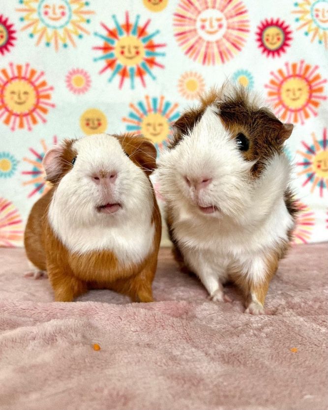 Guinea Pig for adoption Turnip Tadpole an Abyssinian Short