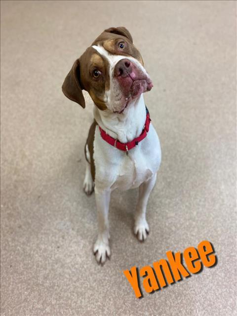 YANKEE, an adoptable Pit Bull Terrier, Mixed Breed in Saginaw, MI, 48602 | Photo Image 1