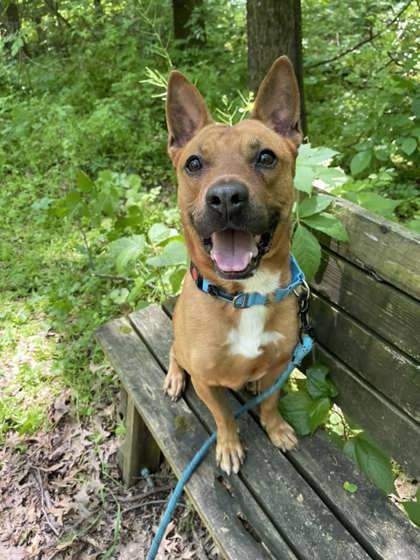 Cheerio, an adoptable Mixed Breed in Batavia, OH, 45103 | Photo Image 1