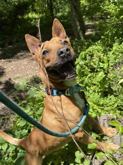 Cheerio, an adoptable Mixed Breed in Batavia, OH, 45103 | Photo Image 2