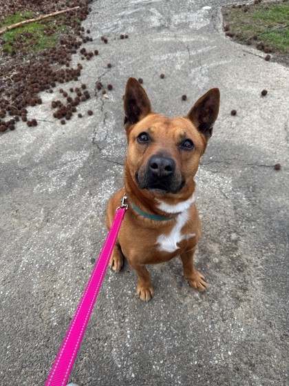 Cheerio, an adoptable Mixed Breed in Batavia, OH, 45103 | Photo Image 2