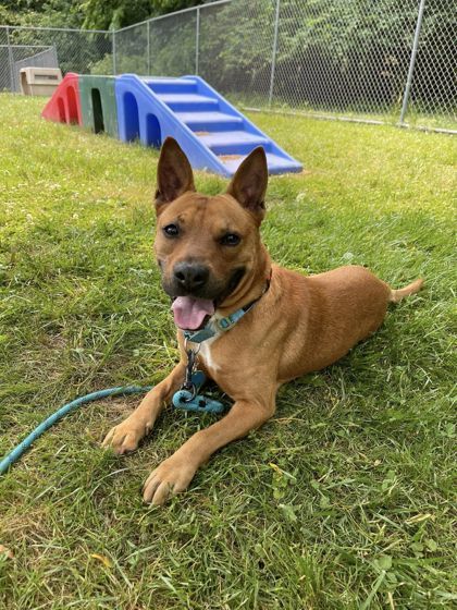 Cheerio, an adoptable Mixed Breed in Batavia, OH, 45103 | Photo Image 3