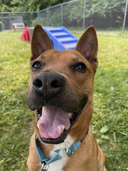 Cheerio, an adoptable Mixed Breed in Batavia, OH, 45103 | Photo Image 3