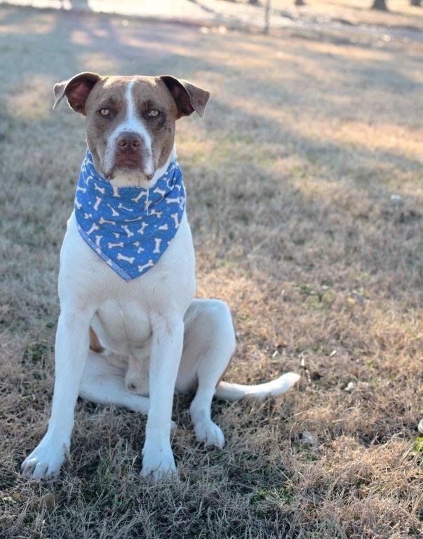 Brittany spaniel pitbull mix hot sale puppy