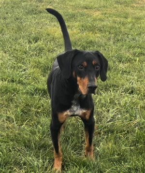 Dolby, an adoptable Doberman Pinscher, Coonhound in Sistersville, WV, 26175 | Photo Image 1