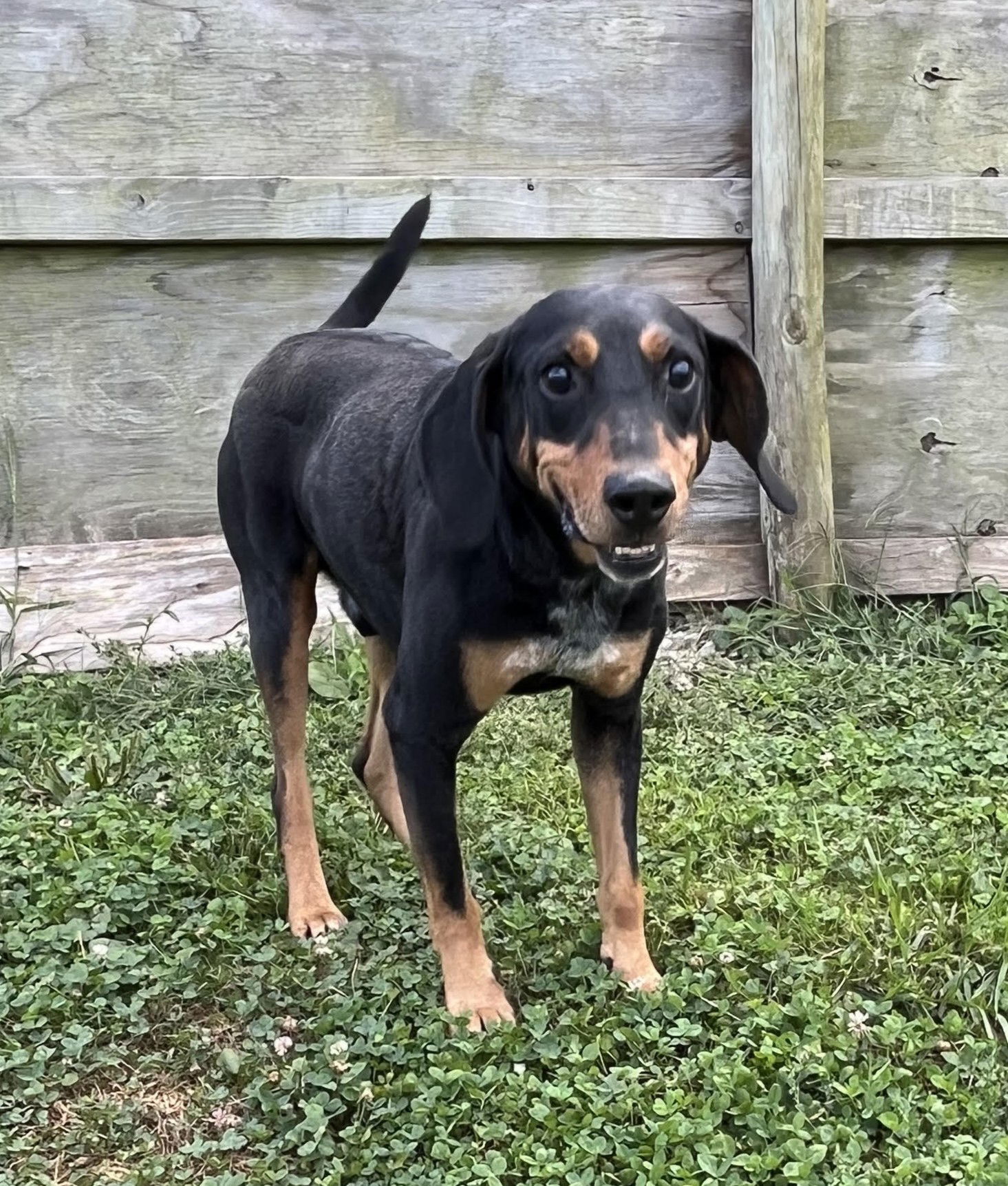 Dolby, an adoptable Doberman Pinscher, Coonhound in Sistersville, WV, 26175 | Photo Image 2