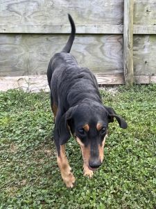 Coonhound store doberman mix