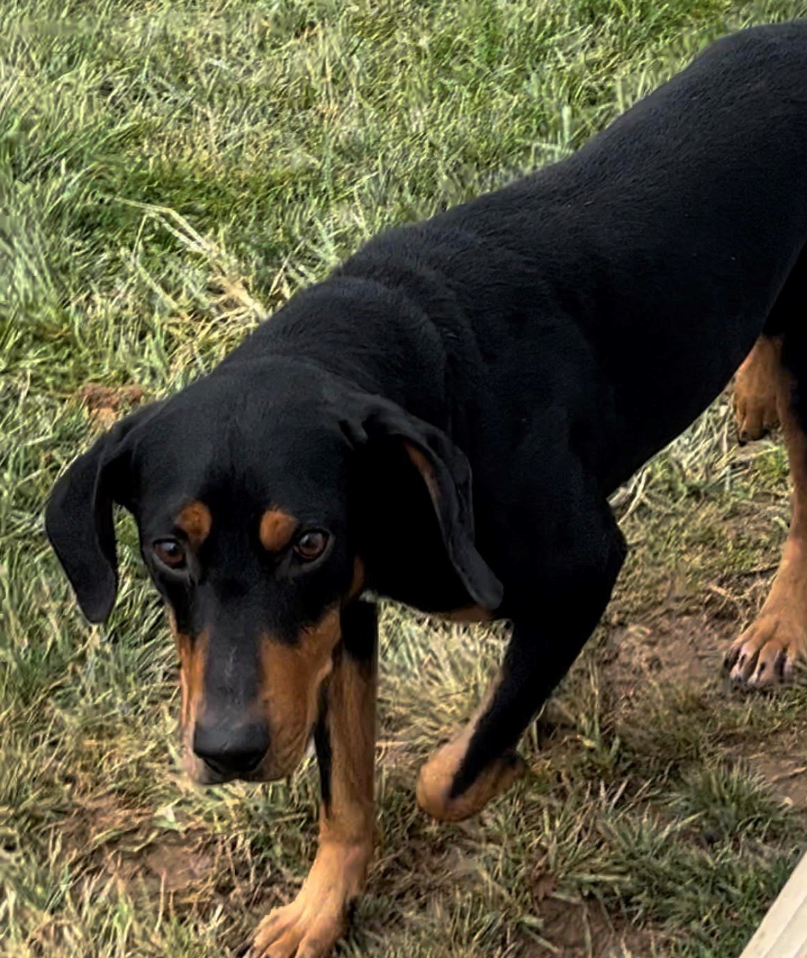 Dolby, an adoptable Doberman Pinscher, Coonhound in Sistersville, WV, 26175 | Photo Image 3