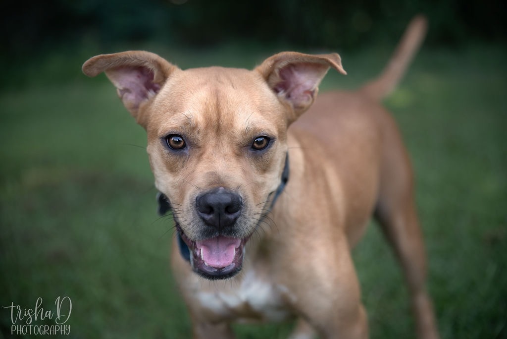 Debi, an adoptable Boxer, Pit Bull Terrier in Saint Francisville, LA, 70775 | Photo Image 1