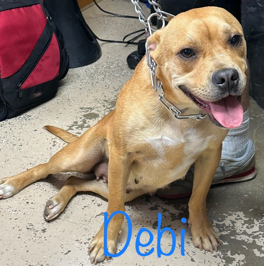 Debi, an adoptable Boxer, Pit Bull Terrier in Saint Francisville, LA, 70775 | Photo Image 2