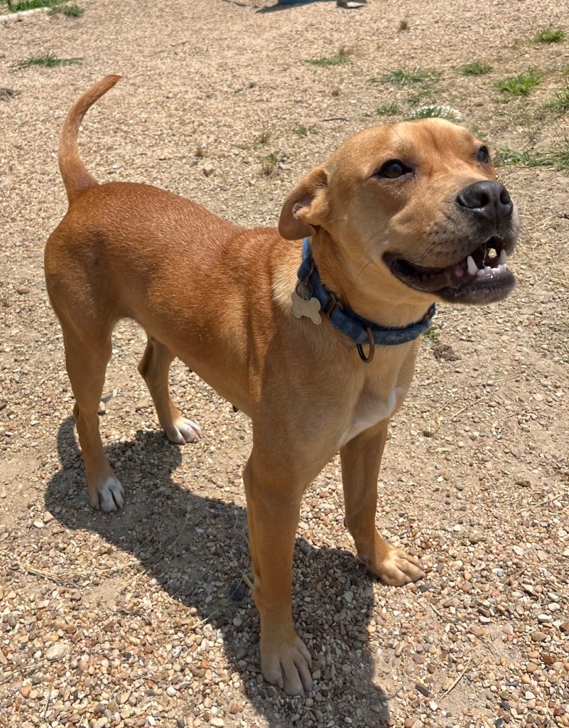 Debi, an adoptable Boxer, Pit Bull Terrier in Saint Francisville, LA, 70775 | Photo Image 3