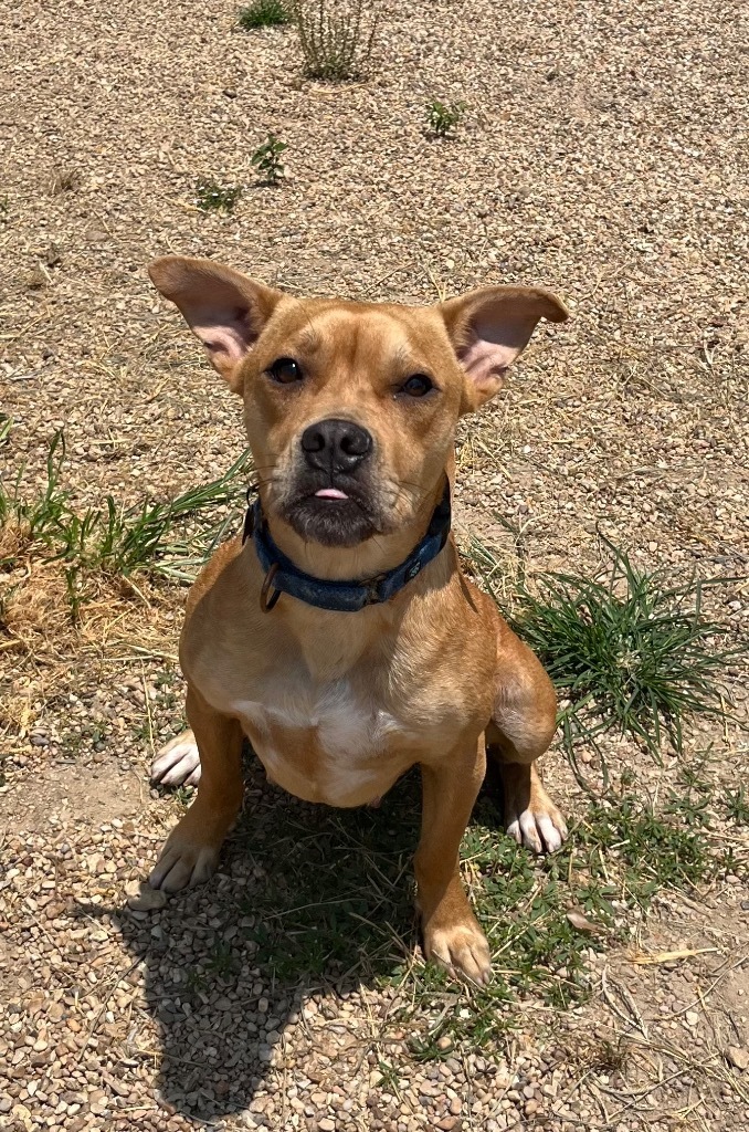 Debi, an adoptable Boxer, Pit Bull Terrier in Saint Francisville, LA, 70775 | Photo Image 4