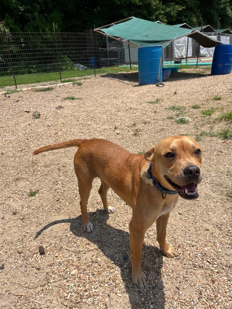 Debi, an adoptable Boxer, Pit Bull Terrier in Saint Francisville, LA, 70775 | Photo Image 5