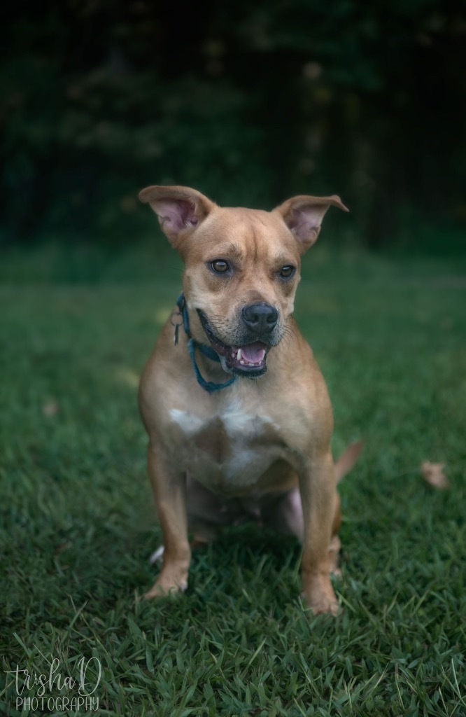 Debi, an adoptable Boxer, Pit Bull Terrier in Saint Francisville, LA, 70775 | Photo Image 6