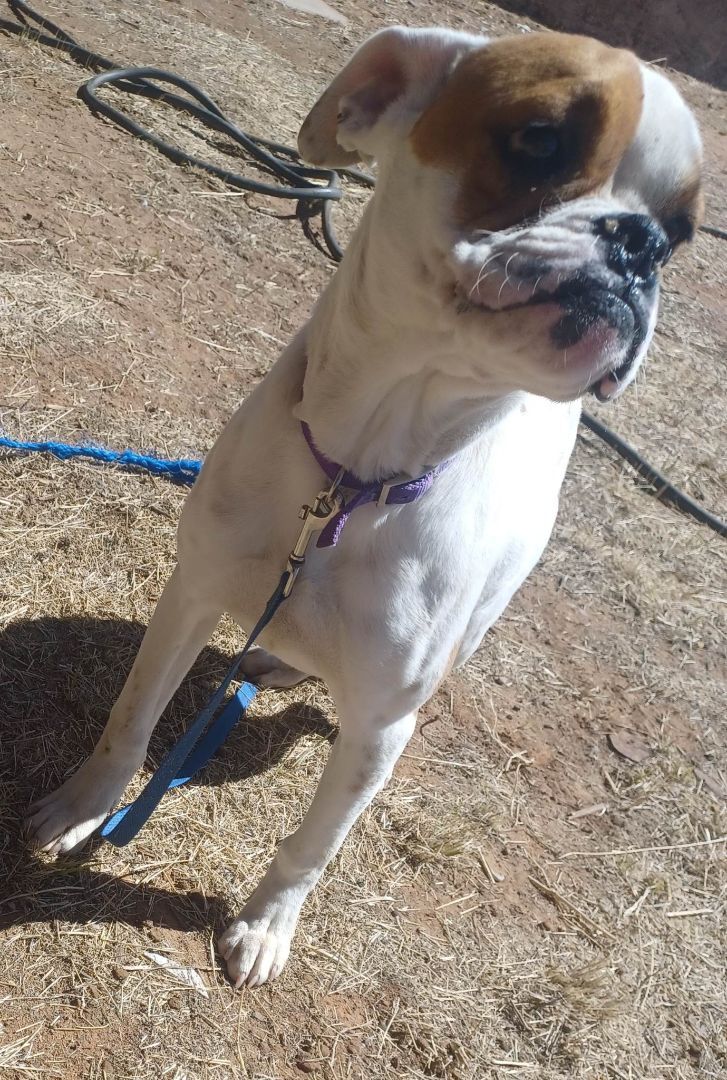 IVY, an adoptable Boxer in Kuna, ID, 83634 | Photo Image 3