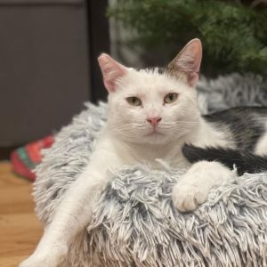 My name is Chex short for Chex Mix I am super playful love fast-moving toys and will bunny-kick 