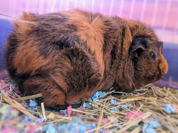 Cookie & Cosmo, an adopted Guinea Pig in Bellingham, WA_image-2