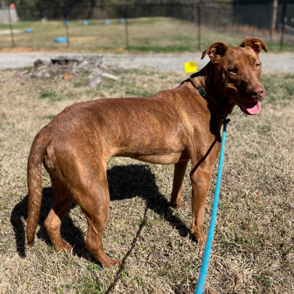 Niko, an adoptable Mixed Breed, Labrador Retriever in Little Rock, AR, 72207 | Photo Image 1