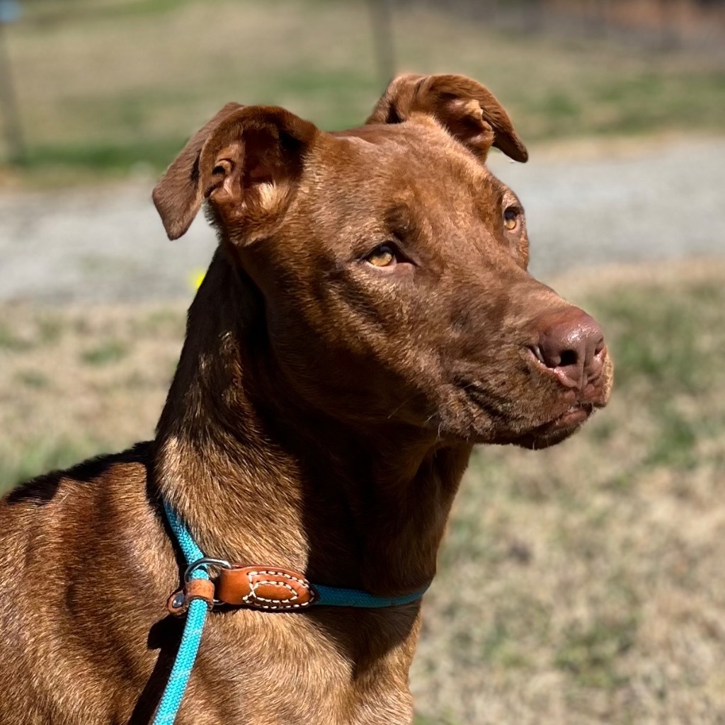 Niko, an adoptable Mixed Breed, Doberman Pinscher in Little Rock, AR, 72207 | Photo Image 2