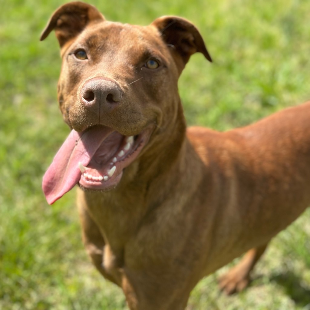 Niko, an adoptable Mixed Breed, Labrador Retriever in Little Rock, AR, 72207 | Photo Image 3