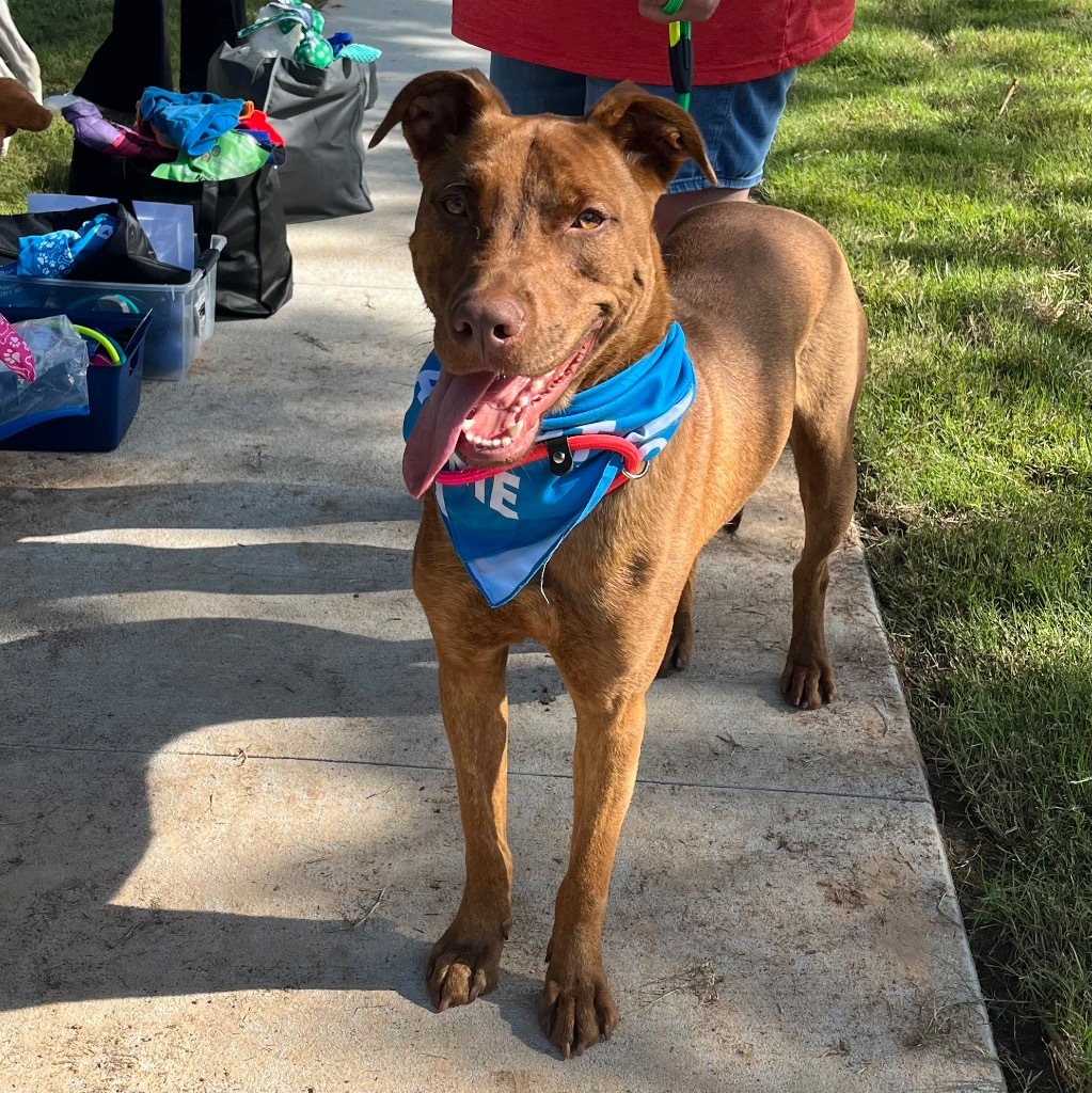 Niko, an adoptable Mixed Breed, Labrador Retriever in Little Rock, AR, 72207 | Photo Image 4