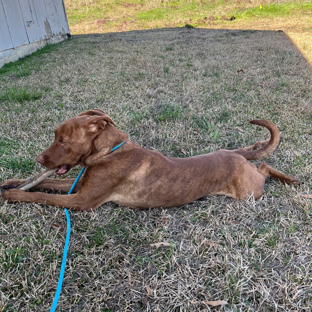 Niko, an adoptable Mixed Breed, Labrador Retriever in Little Rock, AR, 72207 | Photo Image 5