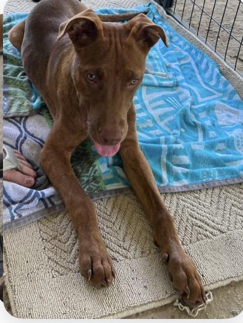 Niko, an adoptable Mixed Breed, Labrador Retriever in Little Rock, AR, 72207 | Photo Image 6