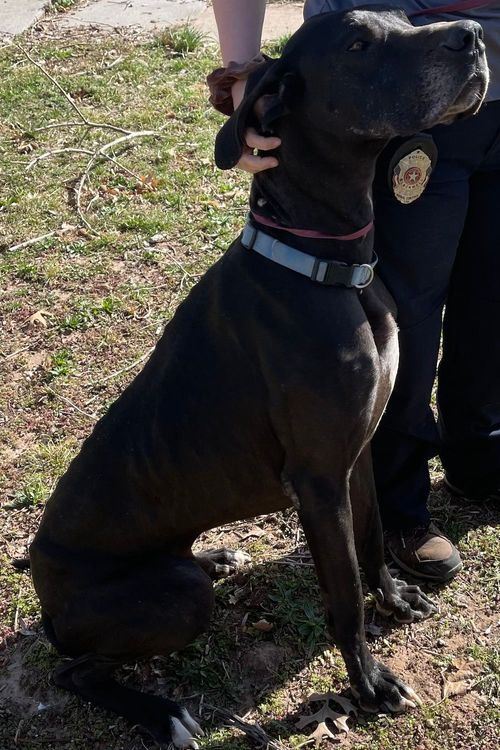 22+ Great Dane Adoption Colorado