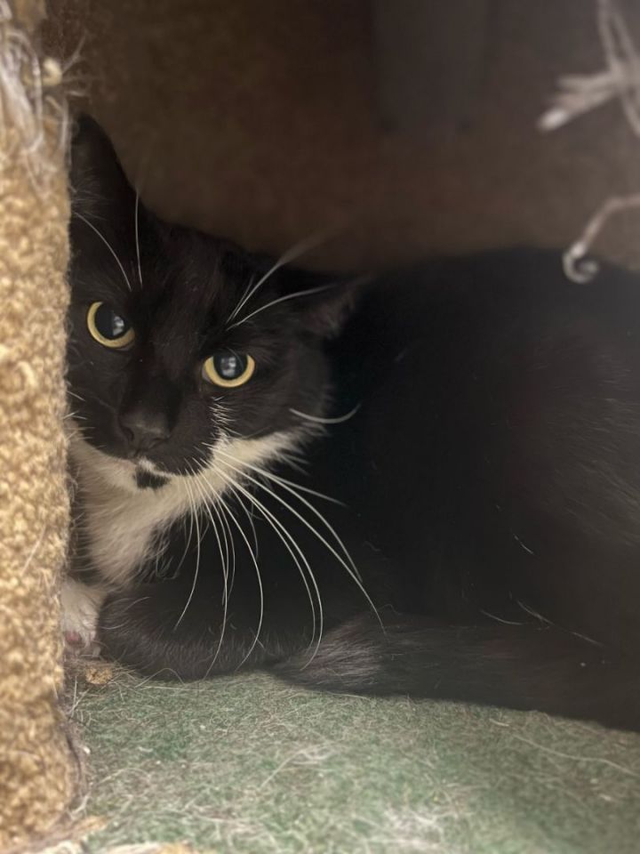 Cat for adoption Dennis 30544, a Domestic Short Hair in Fall River