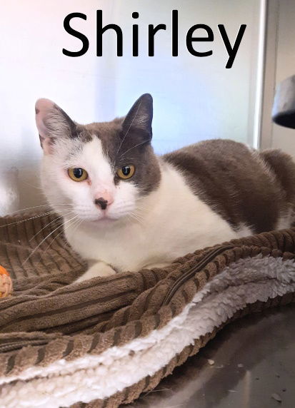 Shirley, an adoptable Domestic Short Hair in Mountain View, AR, 72560 | Photo Image 1