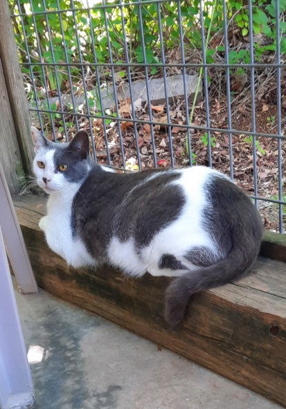 Shirley, an adoptable Domestic Short Hair in Mountain View, AR, 72560 | Photo Image 2