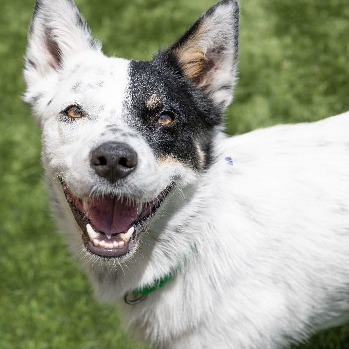 Skip, an adoptable Australian Cattle Dog / Blue Heeler Mix in Naperville, IL_image-3