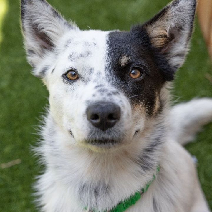 Skip, an adoptable Australian Cattle Dog / Blue Heeler Mix in Naperville, IL_image-1