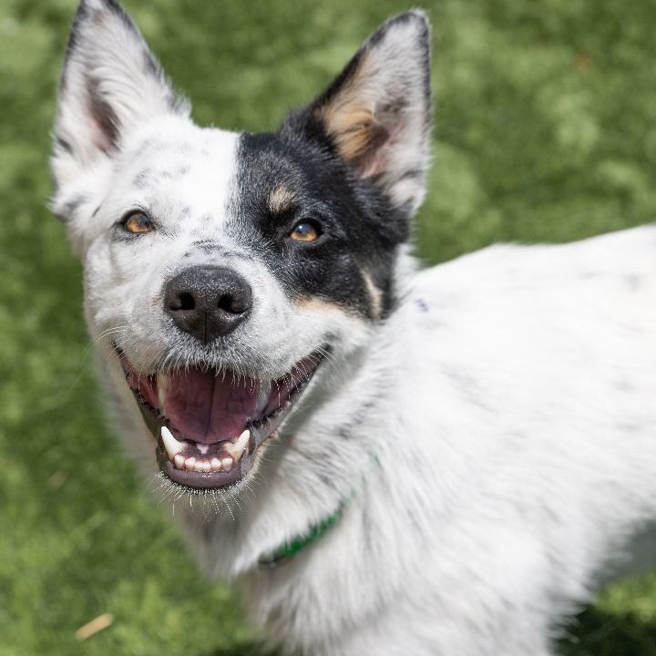 Skip, an adoptable Australian Cattle Dog / Blue Heeler Mix in Naperville, IL_image-4