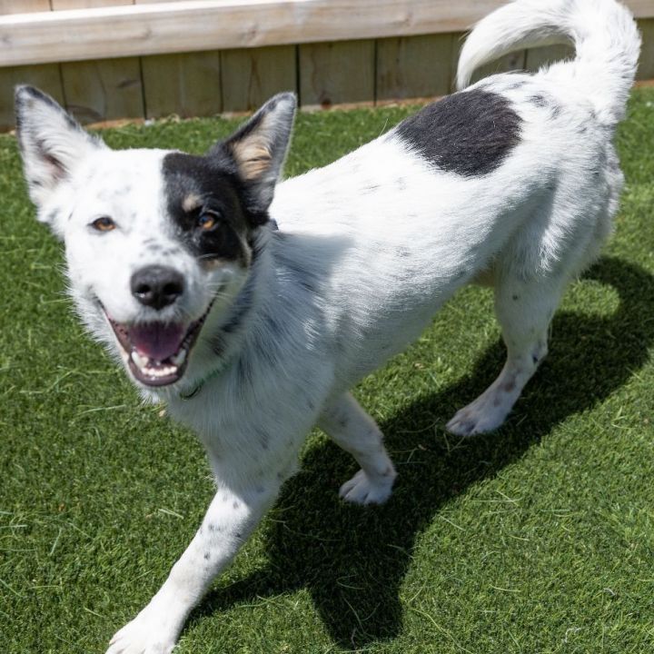 Skip, an adoptable Australian Cattle Dog / Blue Heeler Mix in Naperville, IL_image-5