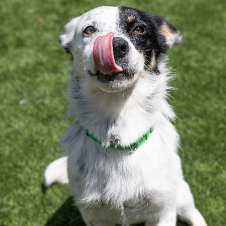 Skip, an adoptable Australian Cattle Dog / Blue Heeler Mix in Naperville, IL_image-6