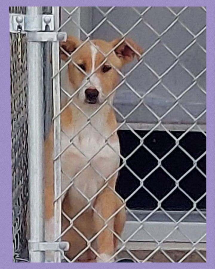 Foster Ariel! 5