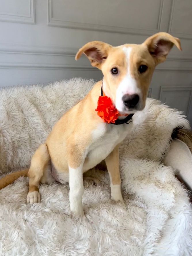 Foster Ariel!