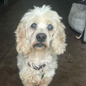 Petfinder cockapoo hot sale