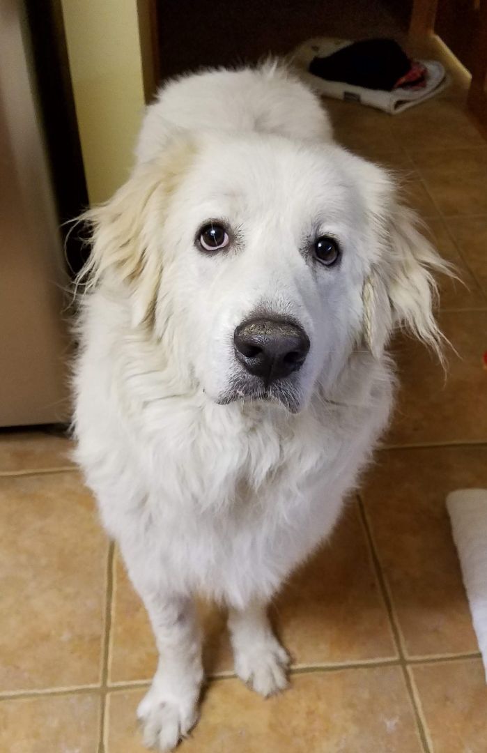 Asher, an adoptable Great Pyrenees in Magnolia, TX_image-1