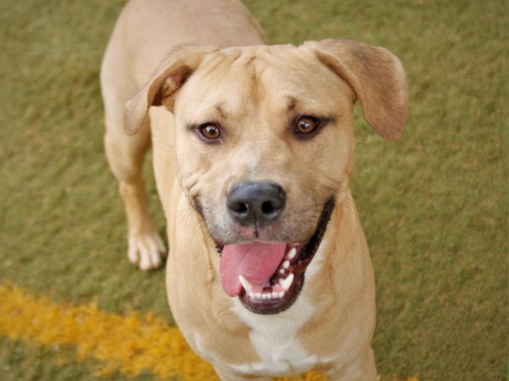 DOUG, an adoptable Labrador Retriever & American Bulldog Mix in Tallahassee, FL_image-1