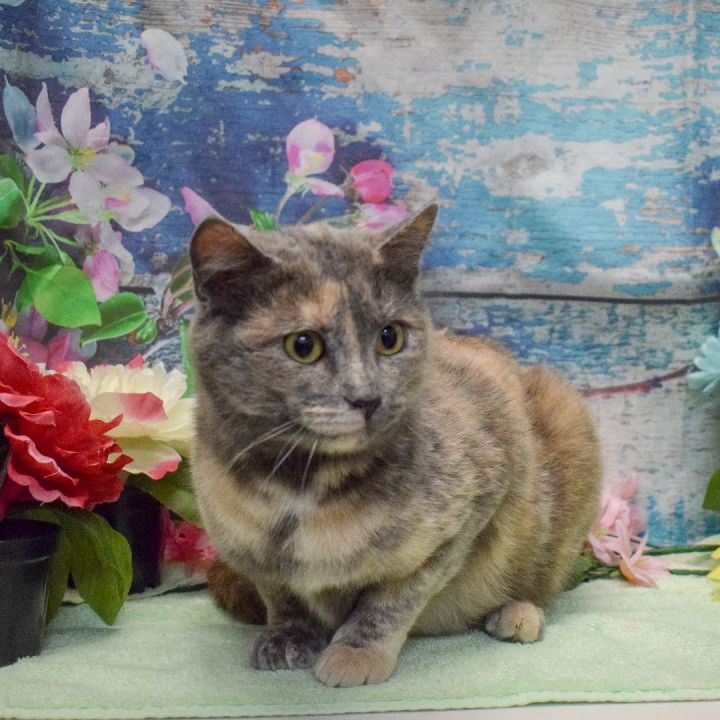 Cupcake, an adopted Dilute Tortoiseshell & Domestic Short Hair Mix in Huntley, IL_image-2