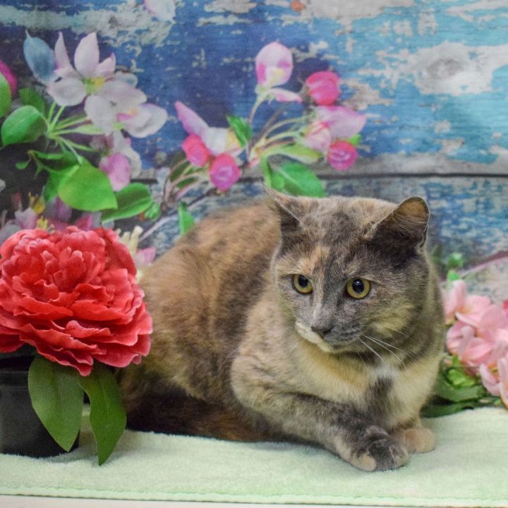 Cupcake, an adopted Dilute Tortoiseshell & Domestic Short Hair Mix in Huntley, IL_image-3