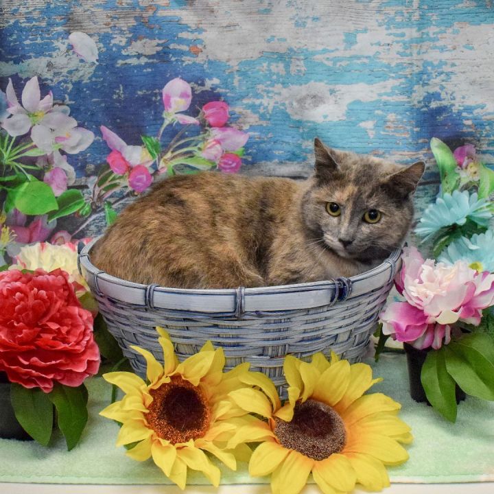 Cupcake, an adopted Dilute Tortoiseshell & Domestic Short Hair Mix in Huntley, IL_image-5