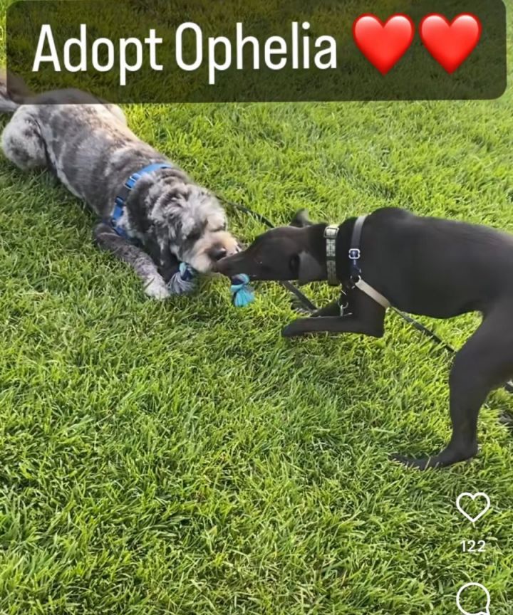 Ophelia, an adoptable Black Labrador Retriever Mix in Los Angeles, CA_image-6