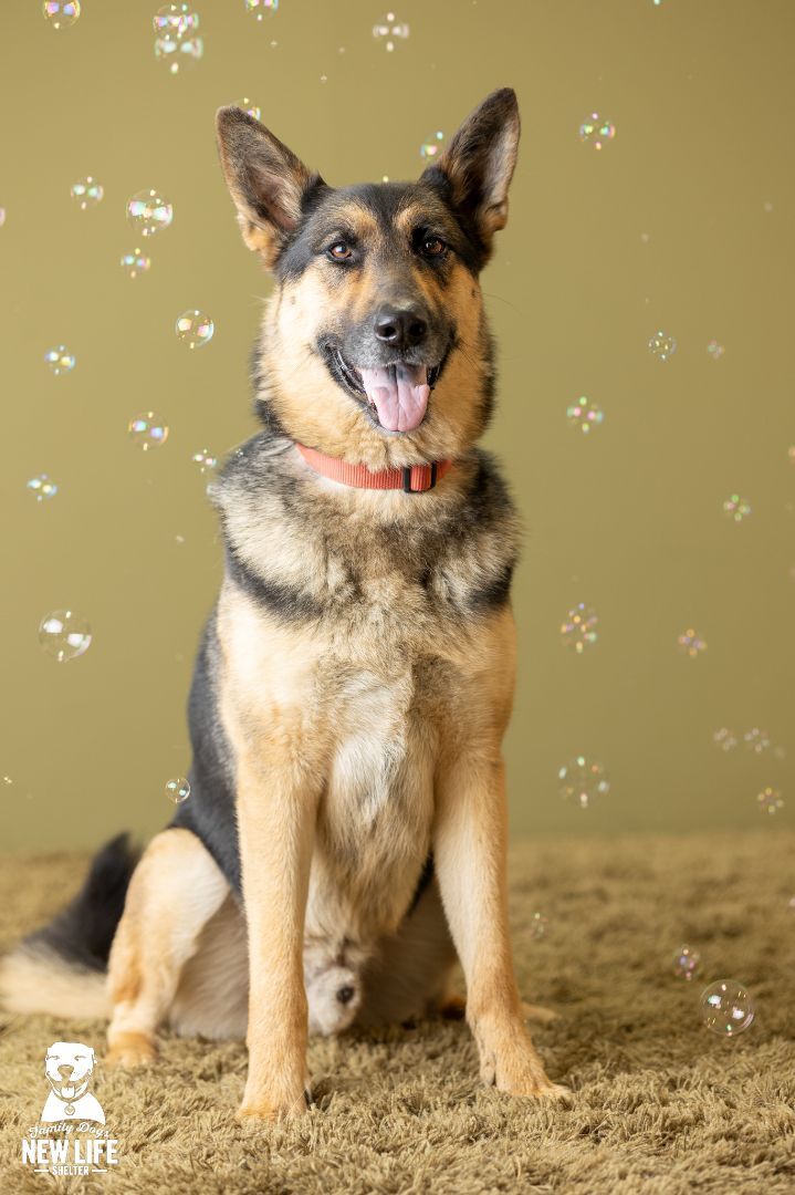 Jackson, an adopted German Shepherd Dog in Portland, OR_image-5