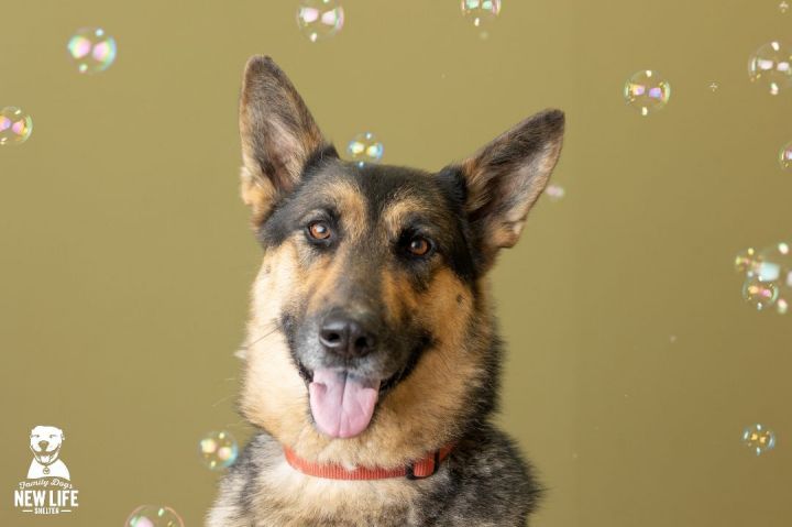 Jackson, an adopted German Shepherd Dog in Portland, OR_image-1
